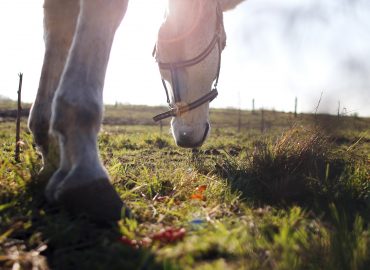 HORSE TRIVIA: TEST YOUR EQUINE KNOWLEDGE