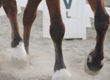 HOW TO CALL A DRESSAGE TEST…